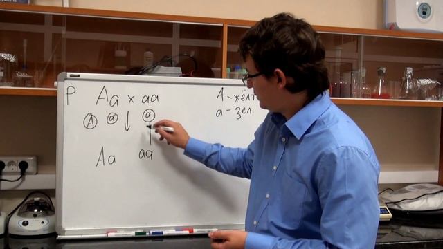 Генетика. Теория вероятности в генетике.