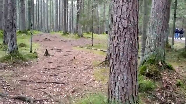 Комарово, заказник Щучье озеро | Курорты Питера, ноябрь 2020 смотреть онлайн