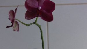 Цветение Phal. Haur Jih Fancy