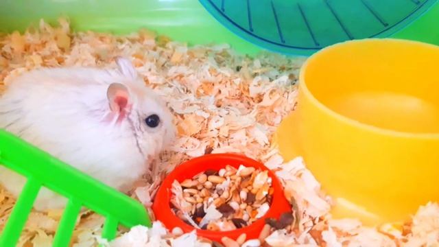 БОЛЕЗНИ ГЛАЗ У ХОМЯКОВ/ВОСПОЛЕНИЕ/ХОМКИНЫ БУДНИ?? смотреть онлайн