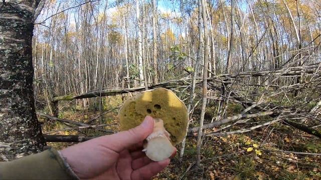 Последние грибы. Закрываю грибной сезон 2019. Грибы в октябре. смотреть онлайн