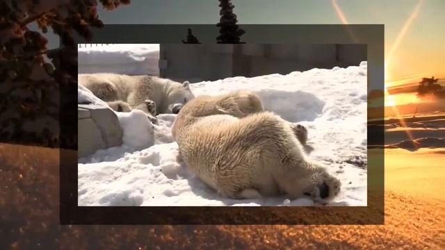 ЗИМНЯЯ СПЯЧКА У ЖИВОТНЫХ смотреть онлайн