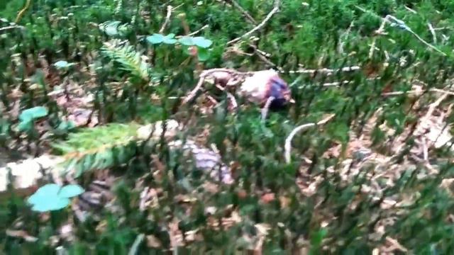 Поездка на полонину Гаджено(7) смотреть онлайн