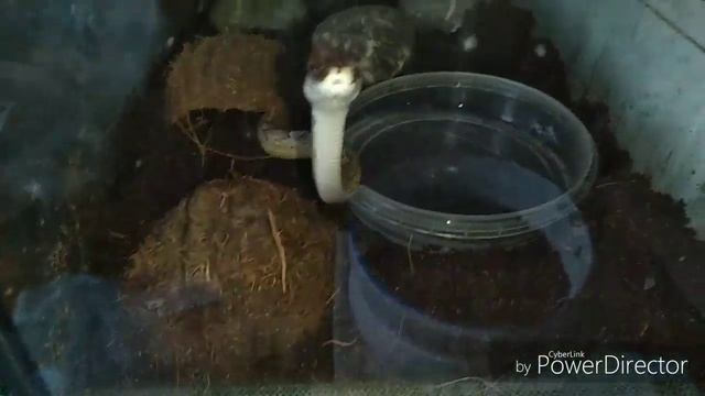 Маисовый полоз Ры. смотреть онлайн