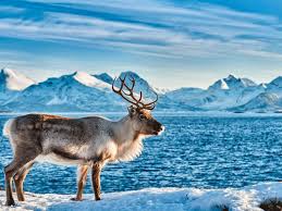 УВЕЗУ ТЕБЯ Я В ТУНДРУ. ВИА САМОЦВЕТЫ