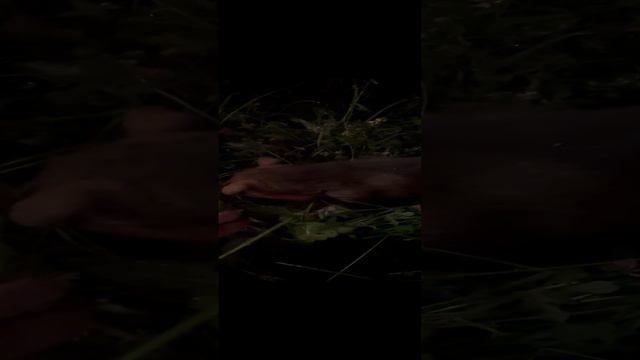 Подбросили щенка 3 дня без еды смотреть онлайн