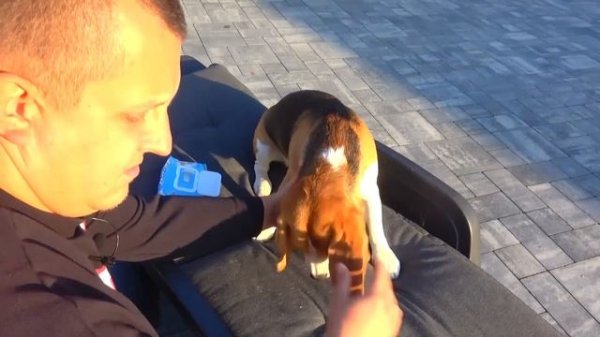 ШЕРЛОК КАК БАТЯ. БРОС ШОУ ПЕТ