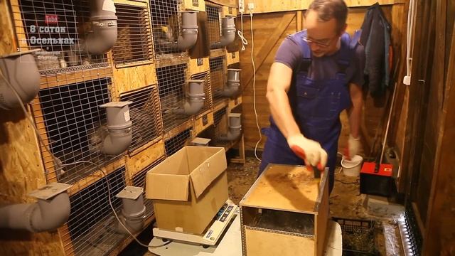 Окролы крольчих. Кукование крольчат смотреть онлайн