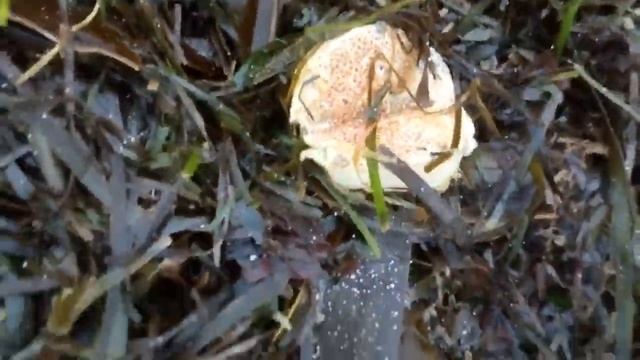 После шторма.Сахалин