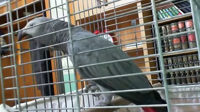 Папугай Читает Коран смотреть онлайн