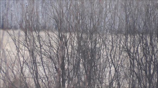 Охота на косулю. Охота с видео камерой. Jagd auf Rehe im Frühjahr. mit einer Videokamera. смотреть онлайн