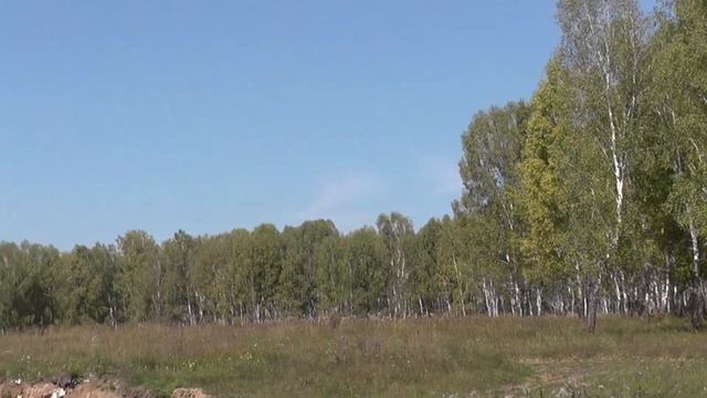 Озеро Вассинское, березовый лес на берегу озера. Природа Новосибирской области. Тогучинский район. смотреть онлайн