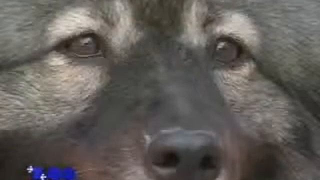 Собаки от А до Я Шпиц смотреть онлайн