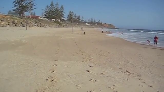 Callum - Standard Schnauzer x Kerry Blue Terrier смотреть онлайн