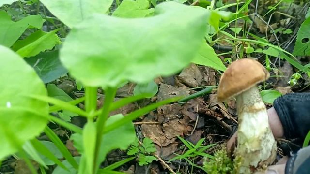 За грибами в лес.Начинается грибной бумбум.Тихая охота.Грибы 2022.