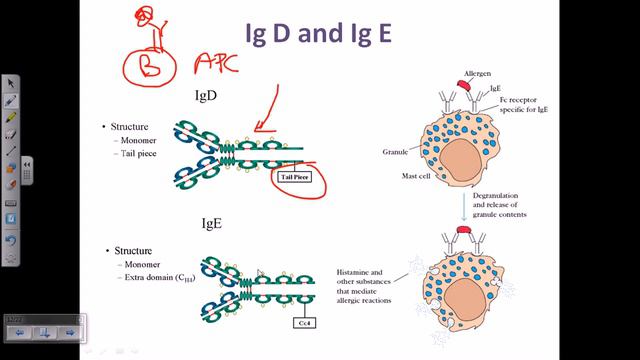 IgD and IgE смотреть онлайн