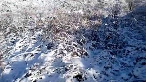 Прогулка с собаками и стрельба с воздушки ✌️?