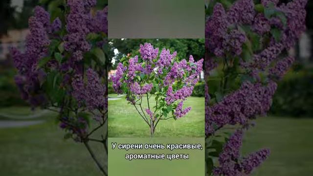 "Зеленая тропинка" смотреть онлайн