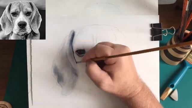 В очередном проекте выходного дня рисуем пёсика-бигля по кличке Зефир! How to draw a beagle смотреть онлайн