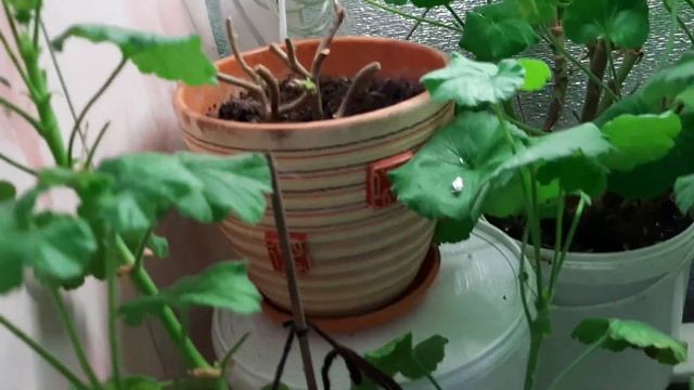 Часть 3. Цветы на лоджии. смотреть онлайн