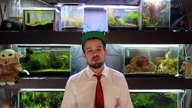 Make Money Selling Your Aquarium Snails! Yes, SNAILS! смотреть онлайн
