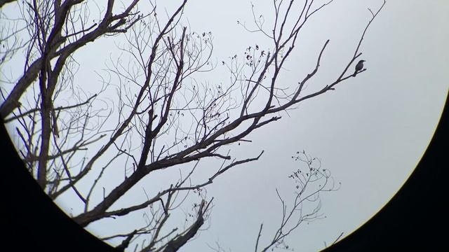 Leica Noctivid DEFINITIVE Review #85 смотреть онлайн