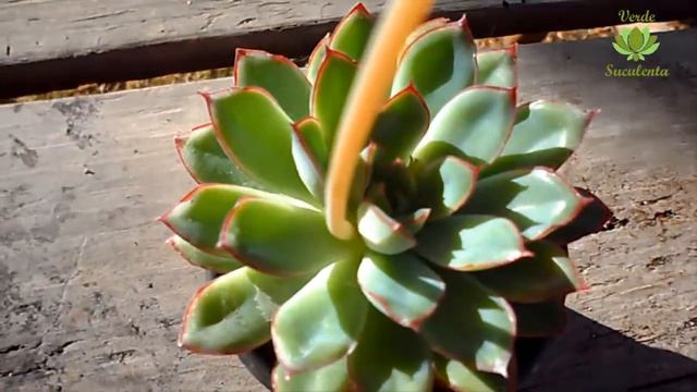 Echeveria PULIDONIS. Una Suculenta Jalisciense.😎