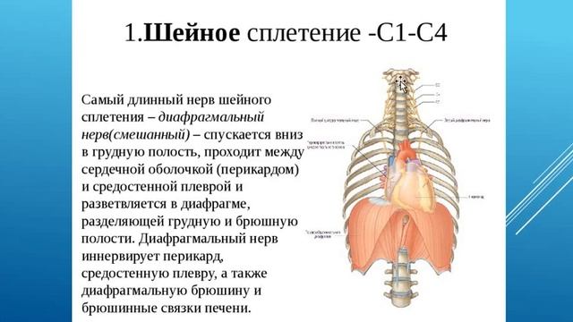 ШЕЙНОЕ СПЛЕТЕНИЕ