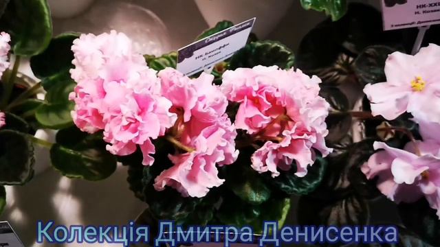 Селекціонер Денисенко Дмитро (сорти Dn-). Виставка фіалок у Київському Природничому музеї, 12.02.21