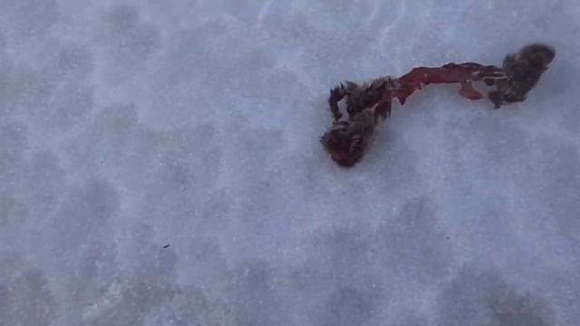 Рыбалка зимняя 31 03 2017 смотреть онлайн