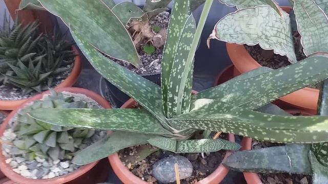 Ура! И у нас потеплело! Гастерии на улице) все радуемся солнцу!🙋♀️ смотреть онлайн