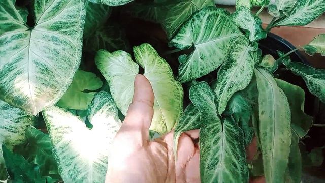 സിങ്കോണിയം plant varieties കണ്ടാലോ..... Syngonium care and propagation Malayalam #fabsworld #care смотреть онлайн