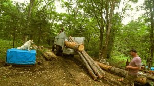 ПЕРЕЛОМКА ЛЕГКО ПРОЕХАЛА ДО УЧАСТКА. Привезли бревна для строительства зимовья.