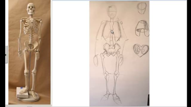 Drawing the Skeleton Front View preparation for Life Drawing смотреть онлайн