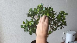 Летняя «прищипка» Крассулы или Денежного Дерева. Продолжаю формировать крону.