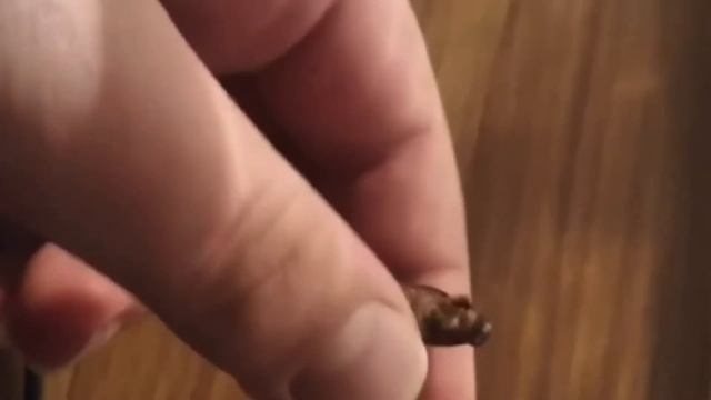 Новый участник хауса /эублефар