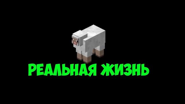 Стрижка овец в майнкрафт против реальной жизни смотреть онлайн