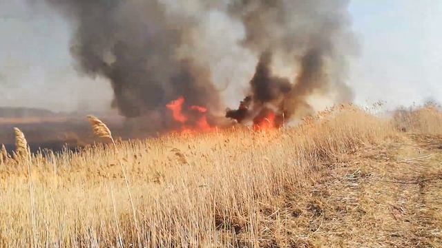 Большой пожар на рыбалке! Горит камыш!