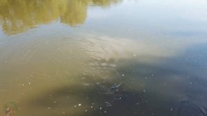 Нерест крупного карпа  Завораживающие кадры. Рыбалка 2021