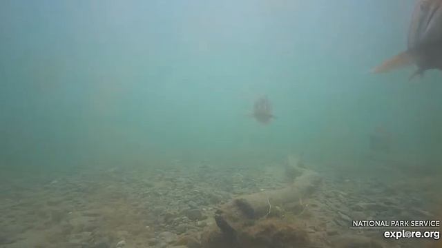 Эту рыбу мишки ловят на Аляске#Katmai National Park, Alaska 2023 смотреть онлайн