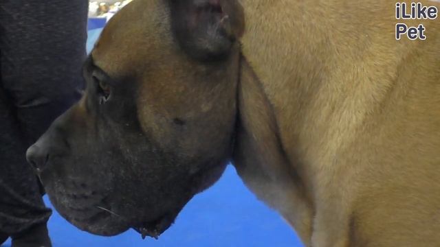 Уход за канарским догом смотреть онлайн