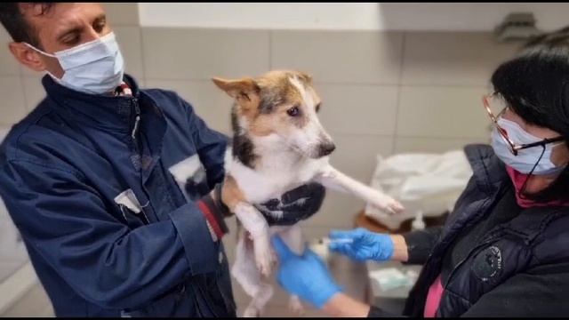 Тбилиси ?? Грузия Приют Тамаза Элизбарашвили ? ? ? ? Paypal : Elizbarashvilidog@yahoo.com смотреть онлайн