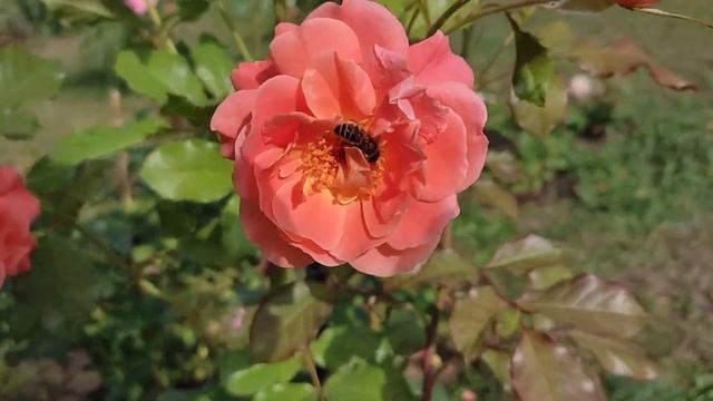 ? Роза "Westerland", Kordes. Один побег - целый букет цветов. смотреть онлайн