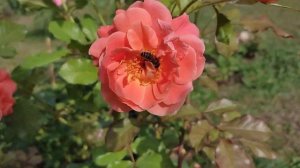 ? Роза «Westerland», Kordes. Один побег - целый букет цветов.