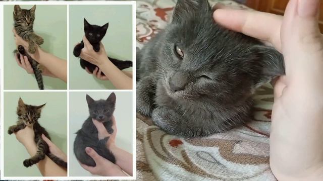 Котята 😺#котики #истории #кошки смотреть онлайн