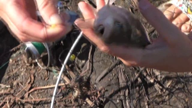 Рыбалка. Лето 2016.My fishing. смотреть онлайн