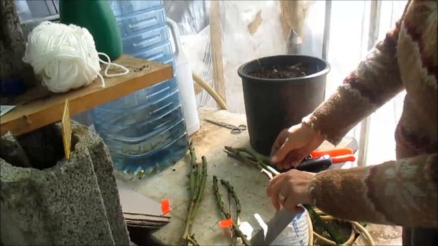 RIPRODUCIAMO LE ROSE CON LA TALEA : metodo economico смотреть онлайн