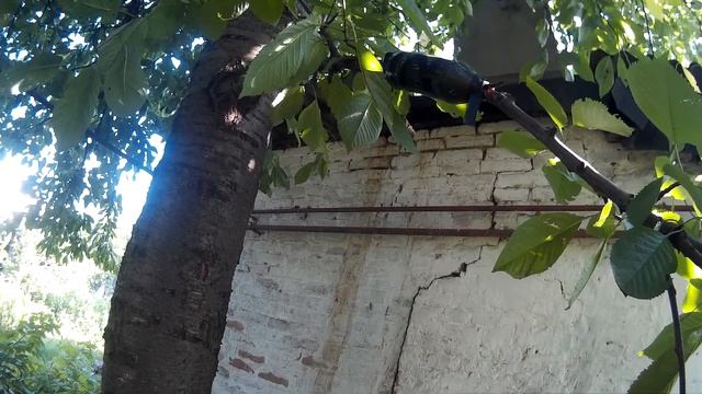 Размножение Деревьев методом Воздушной Отводки, Весной. Прививка, Окулировка. Результат смотреть онлайн
