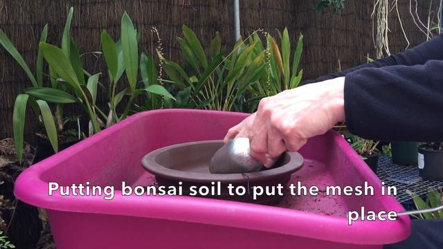 Repotting My Juniper Squamata Bonsai смотреть онлайн