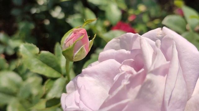 САНДРА РЕНЕССАНС - роза ЧУДЕСНАЯ??, но не для ПОДМОСКОВЬЯ!?